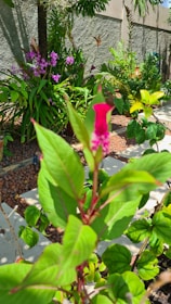 A vibrant garden filled with lush greenery and various plants. In the foreground, a plant with bright green leaves and a single vivid pink flower is prominently featured. The background displays a concrete wall adorned with foliage, including purple and yellow flowers. The overall setting is tranquil and well-maintained.