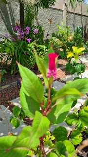 A vibrant garden corner where twinroots plants flourish, showcasing their love for nature.