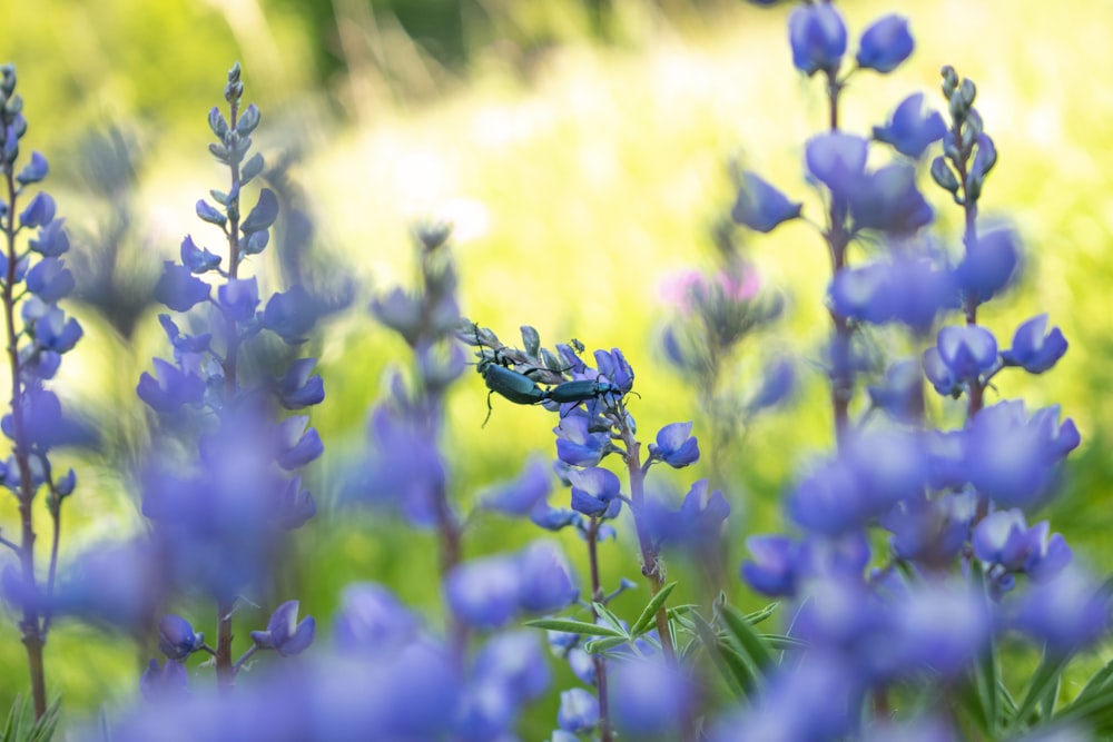 a bug on a flower