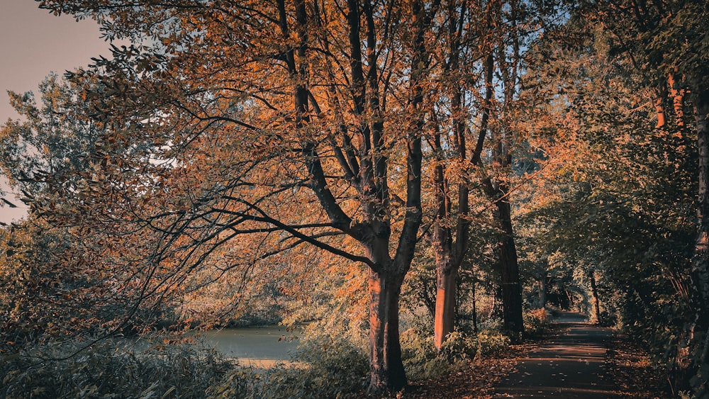 a path with trees on either side