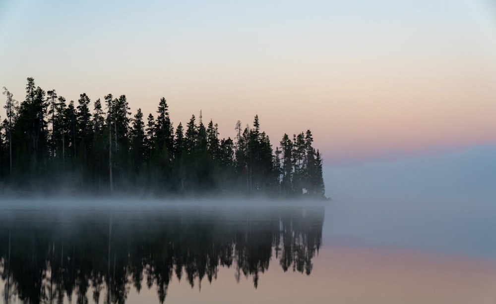 a foggy lake with trees