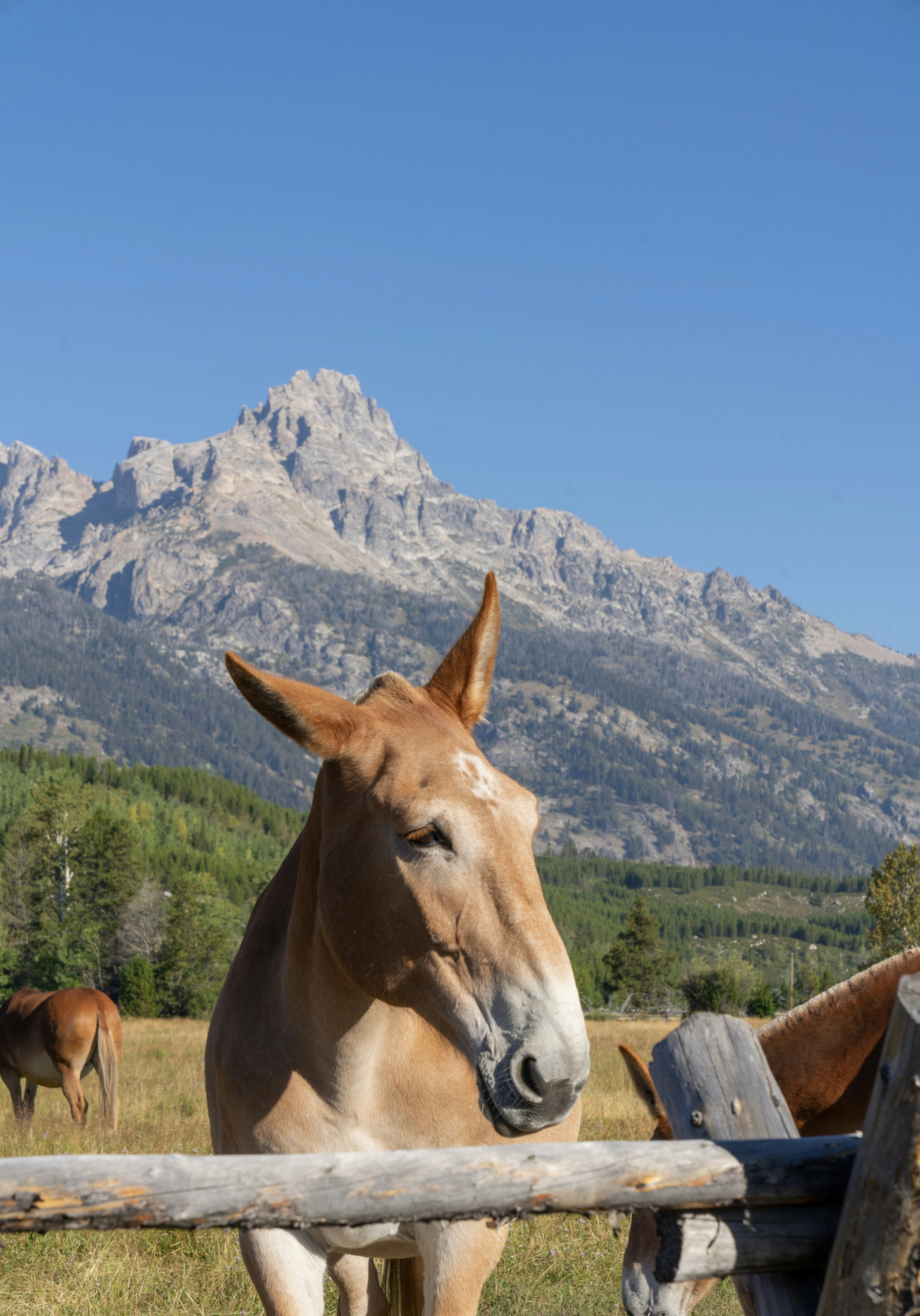 a horse stands in a fenced in pasture
