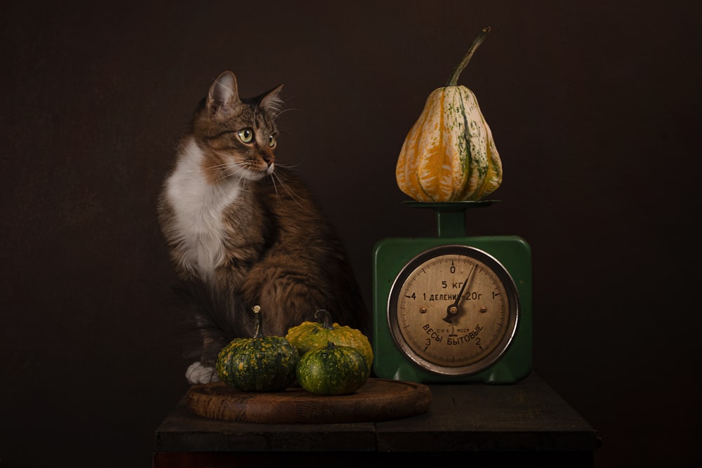 a cat sitting next to a clock