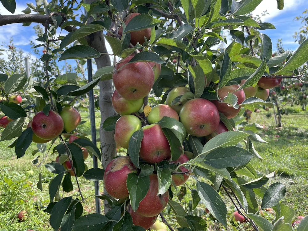 a bunch of apples swing from a tree