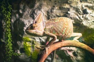 a lizard on a branch