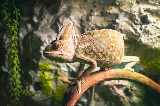 a lizard on a branch