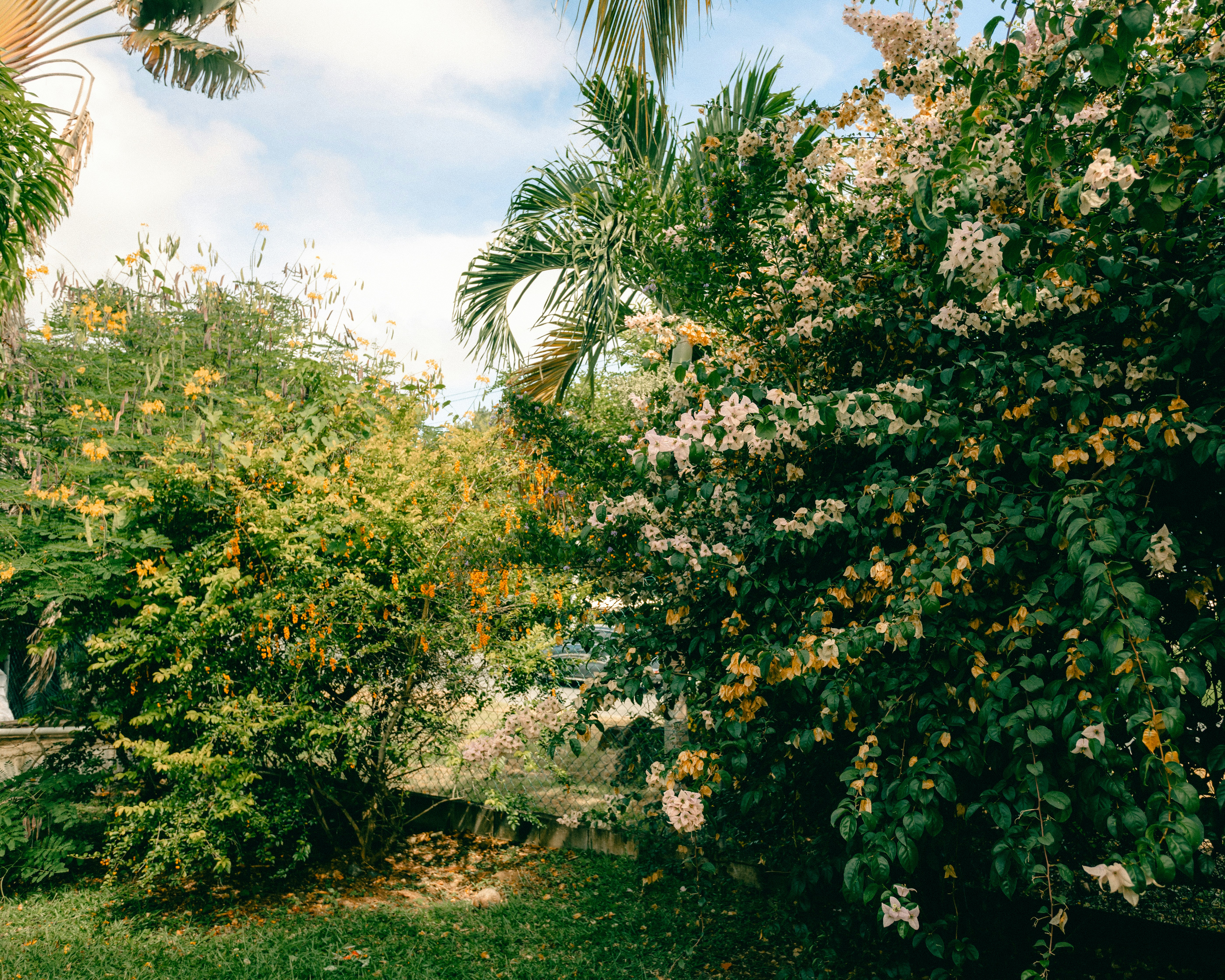 a group of trees with flowers