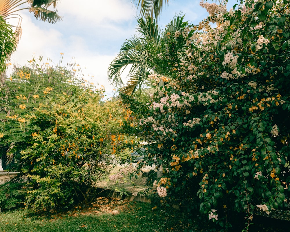 a group of trees with flowers