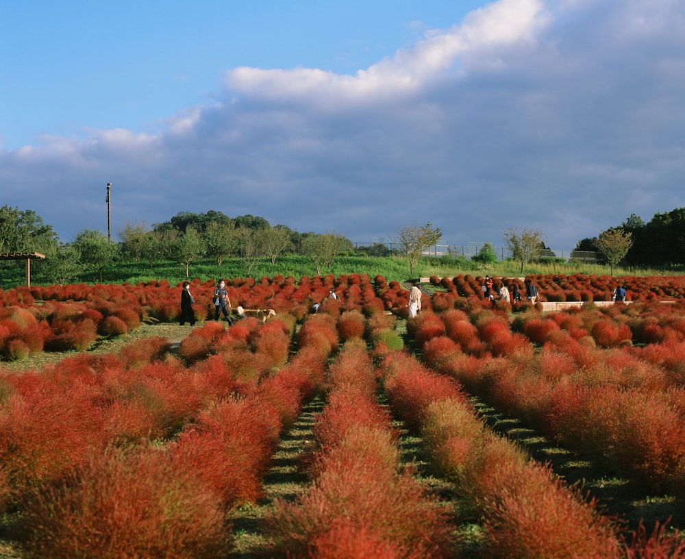 a field of plants with people in the background