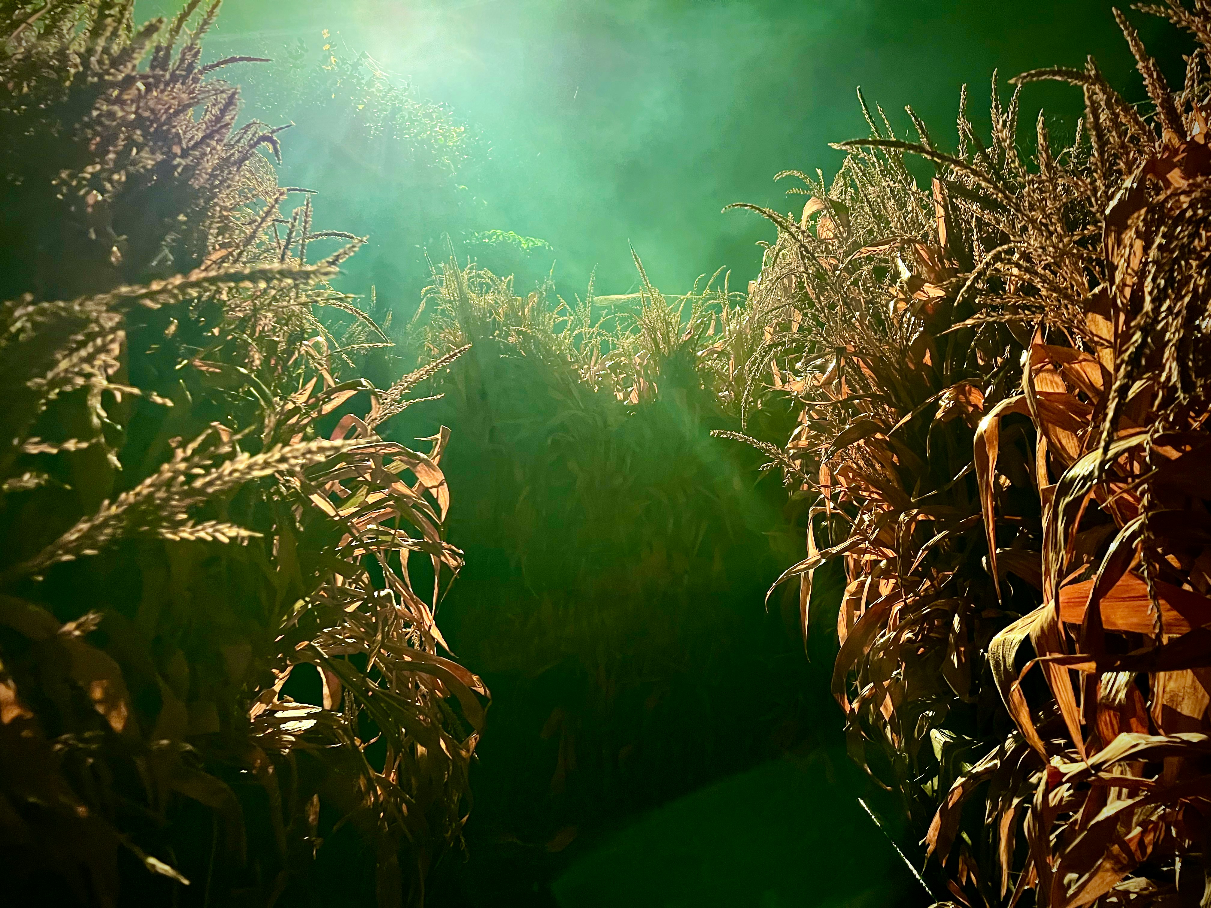 Una vista del océano a través de las plantas