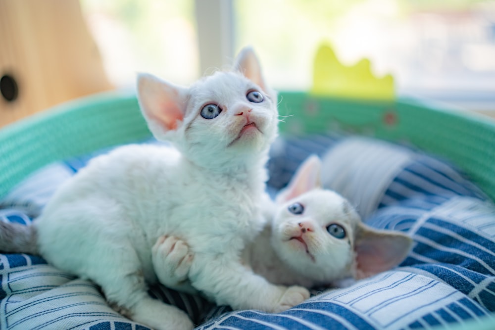 a kitten holding a kitten