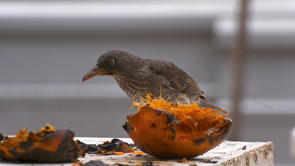 a bird eating a fruit