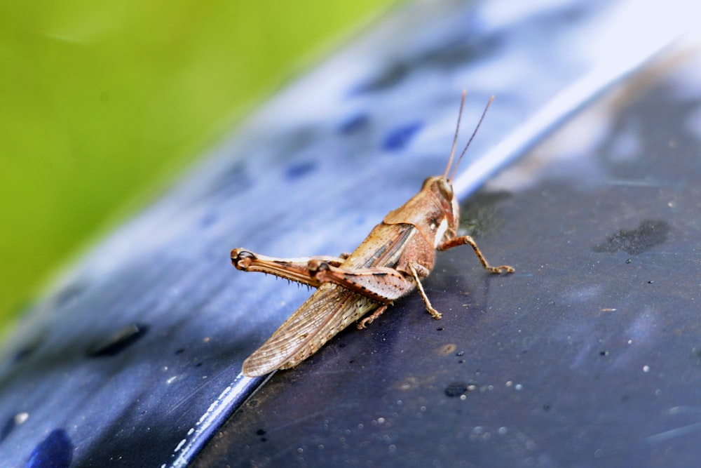 a brown insect on a wood surface