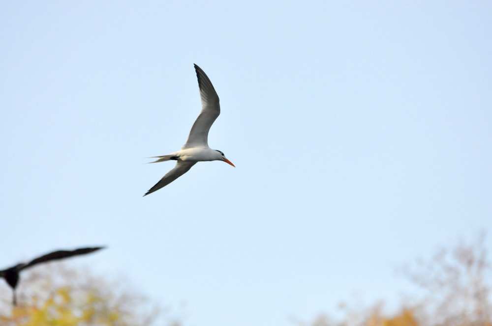 a bird flying in the sky