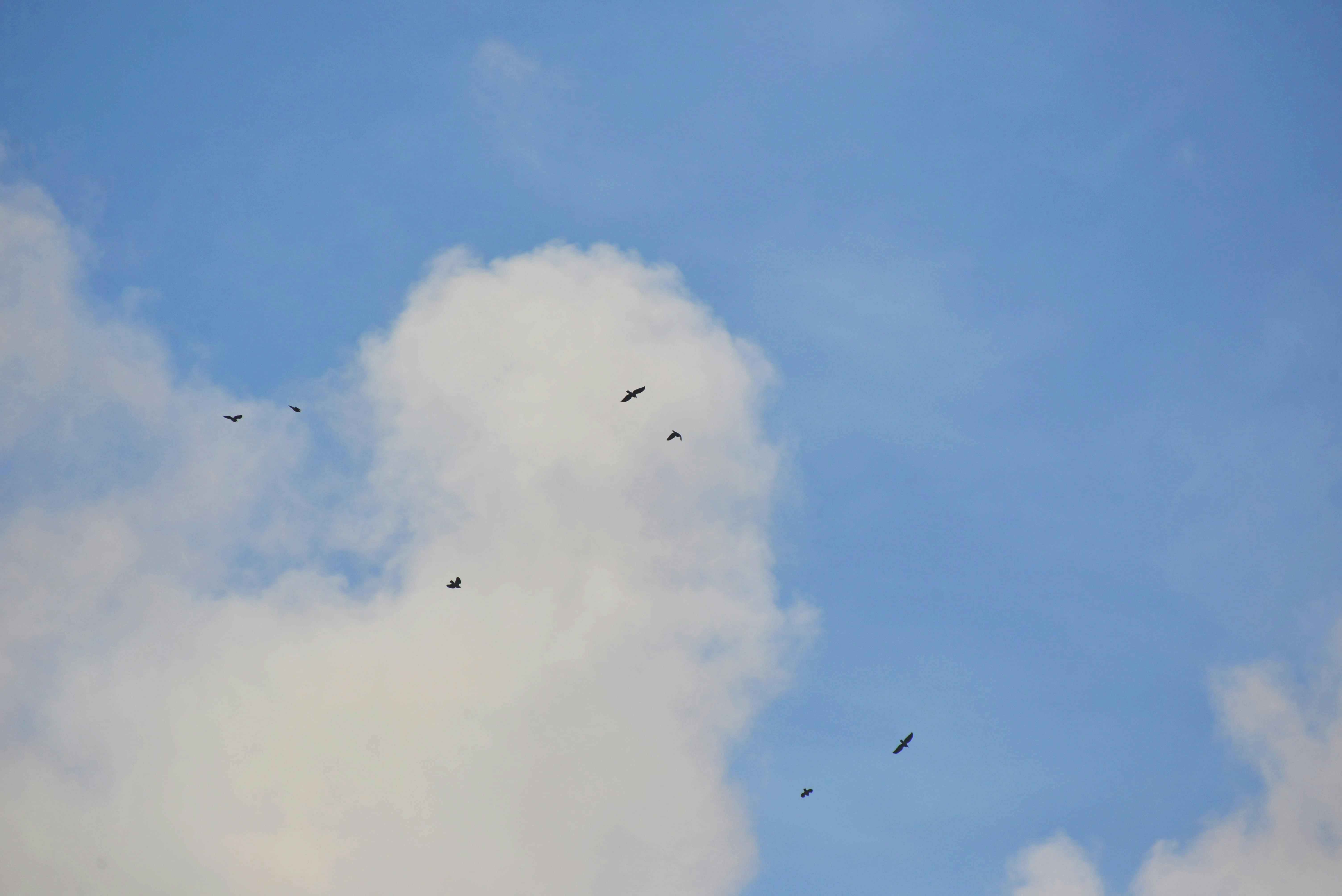 a group of birds flying in the sky
