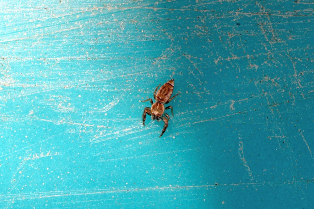 a brown and black bug on a blue surface