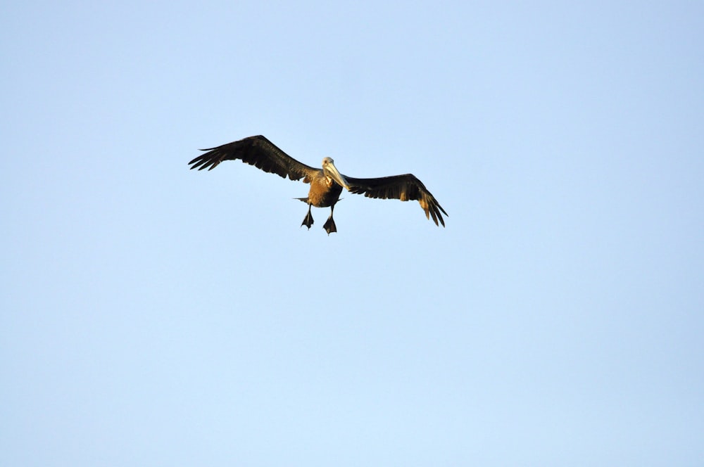 a bird flying in the sky