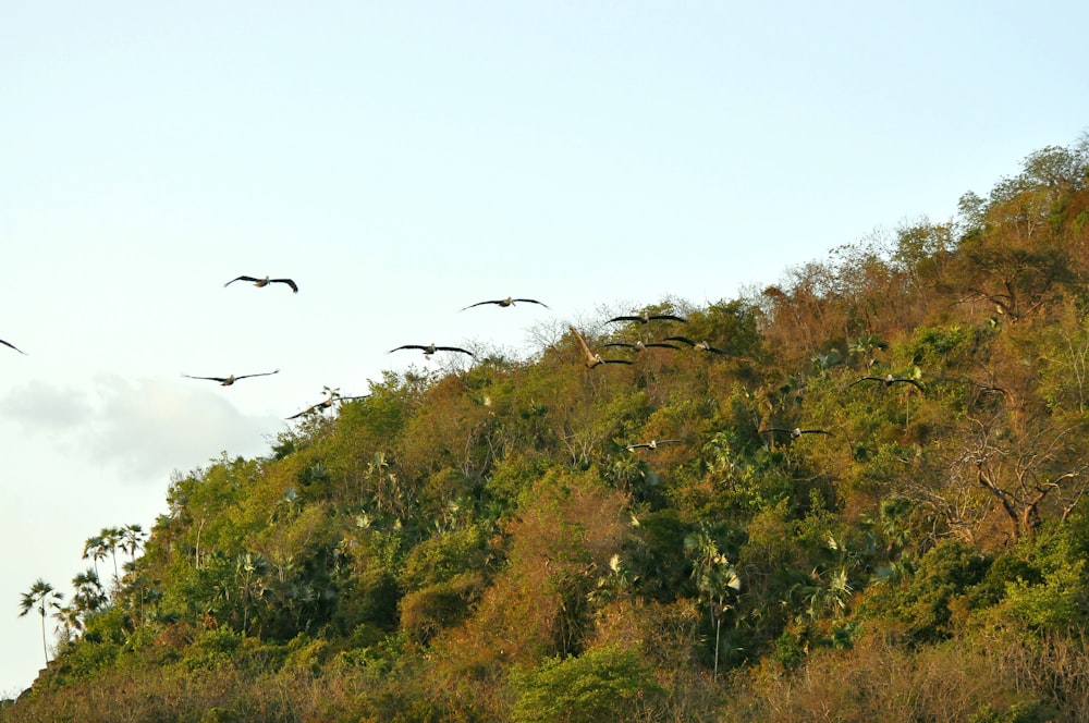 birds flying over a forest