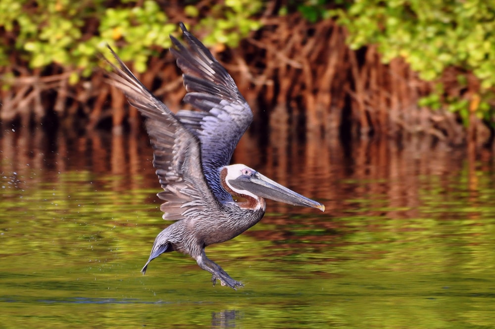 a bird flying over water