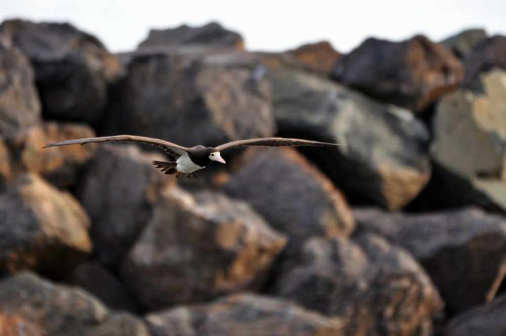 a bird on a rock