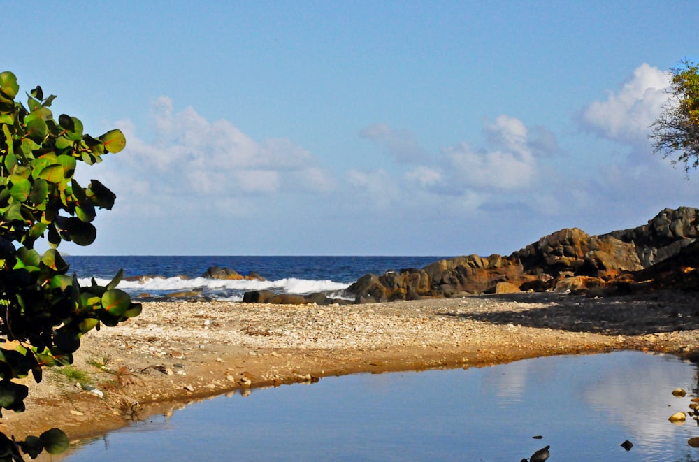 a beach with rocks and trees