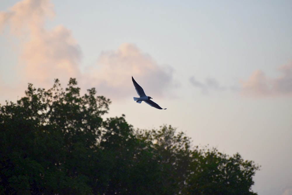 a bird flying over trees