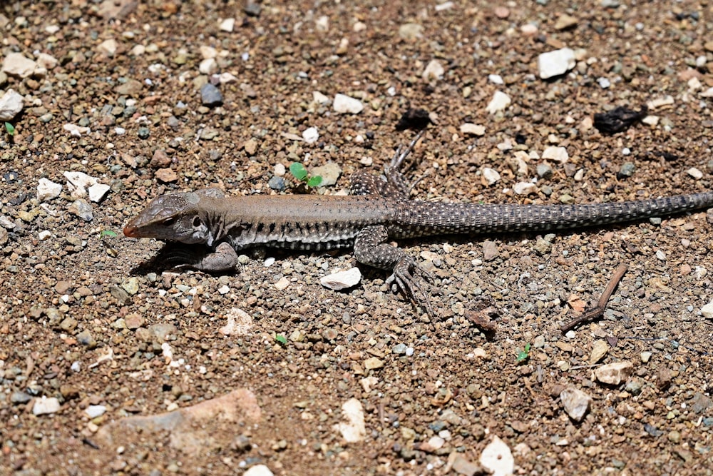 a lizard on the ground