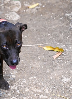 a dog on a leash