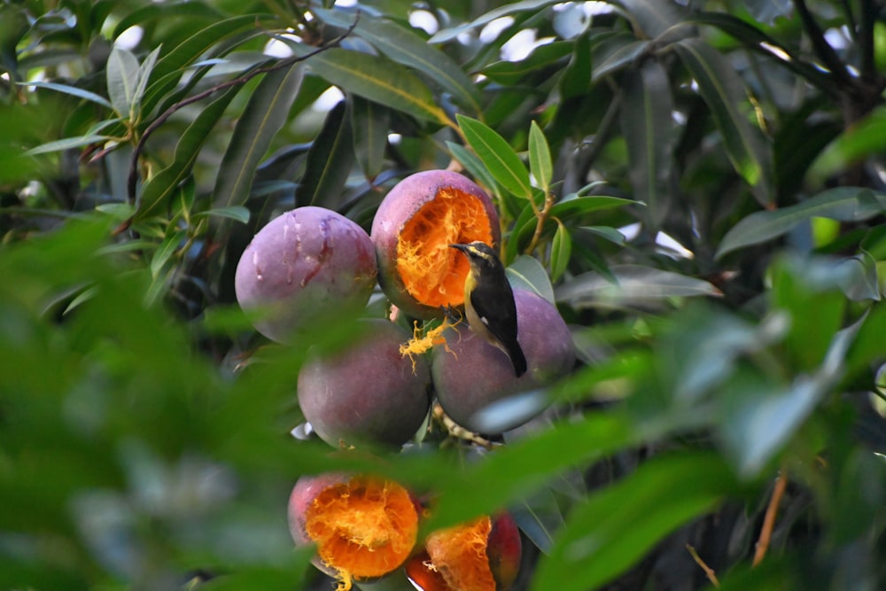 um pássaro comendo uma fruta