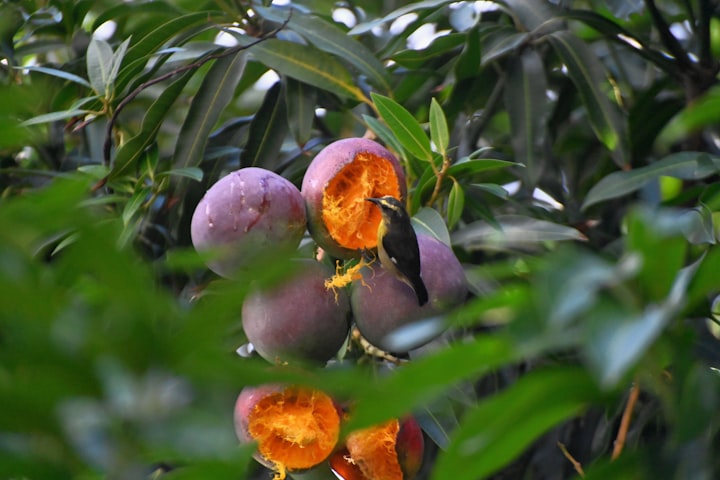 The mango 🥭 tree 