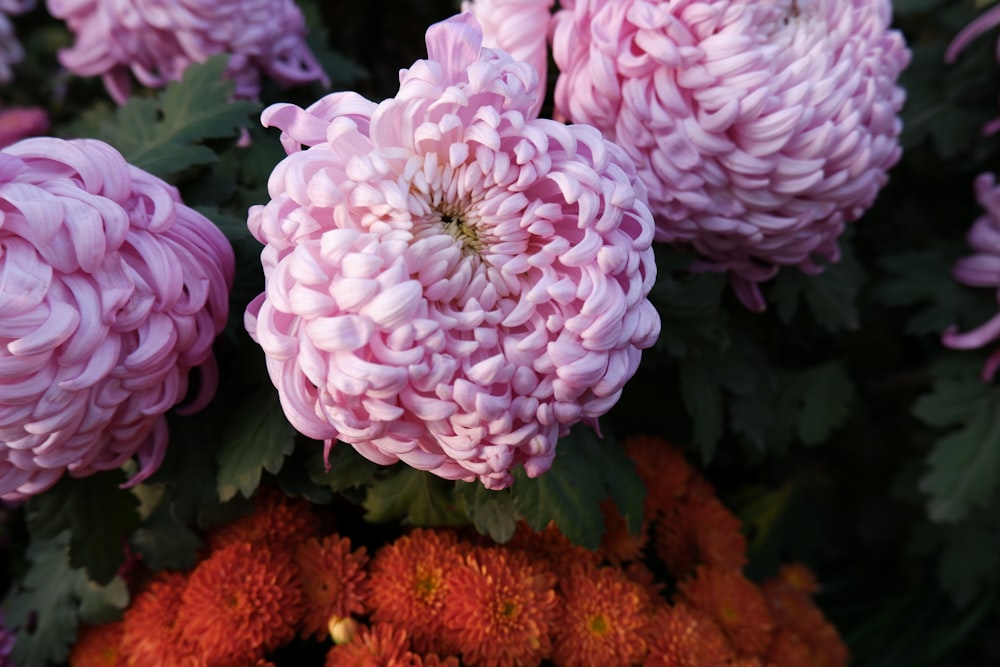 a group of flowers