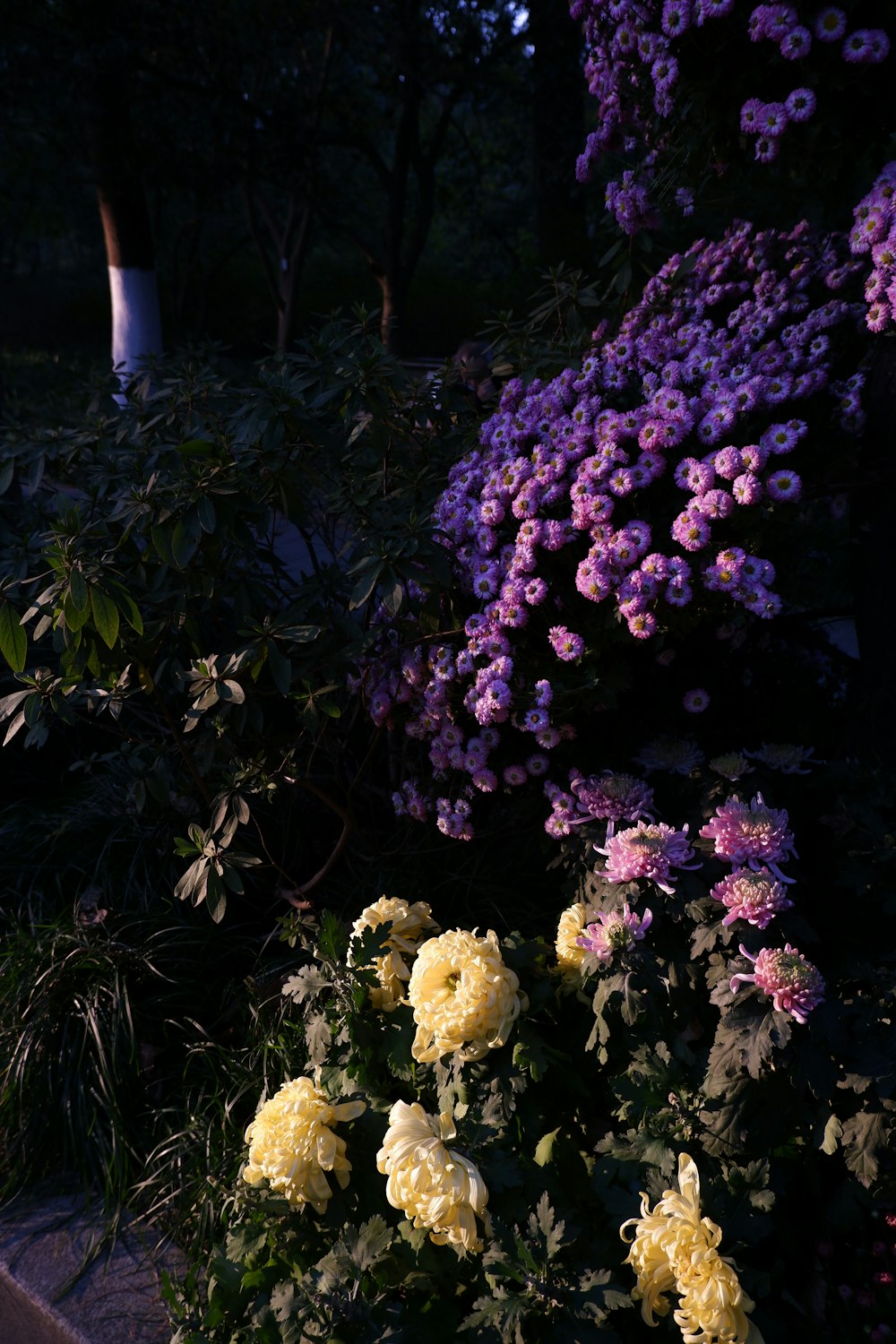 a group of flowers