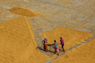 Three people are working together on a large expanse of rice being spread out to dry under the sun. Their colorful clothing contrasts with the golden hue of the grains surrounding them. The rice is laid out in geometric patterns and they appear to be using tools to organize the spread of the grains.