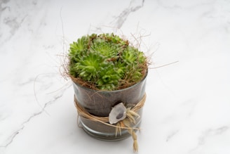 A bright desktop adorned with mini succulent pots and a hanging woven rattan pot.