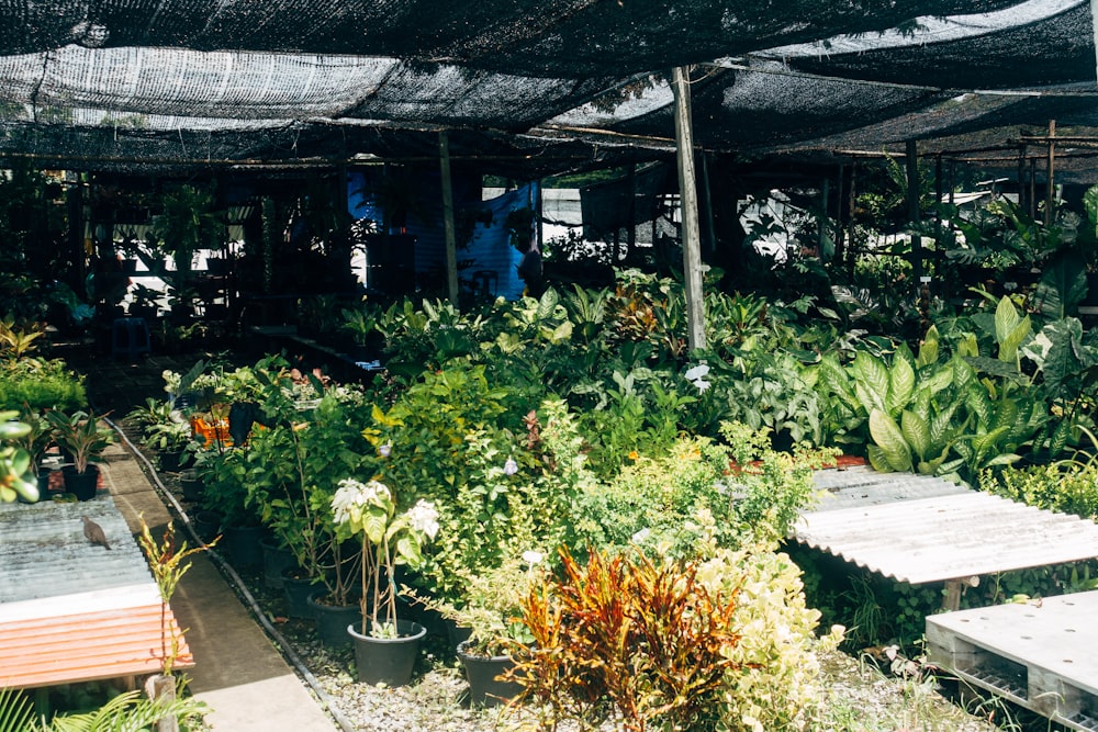 um jardim com plantas e uma área coberta