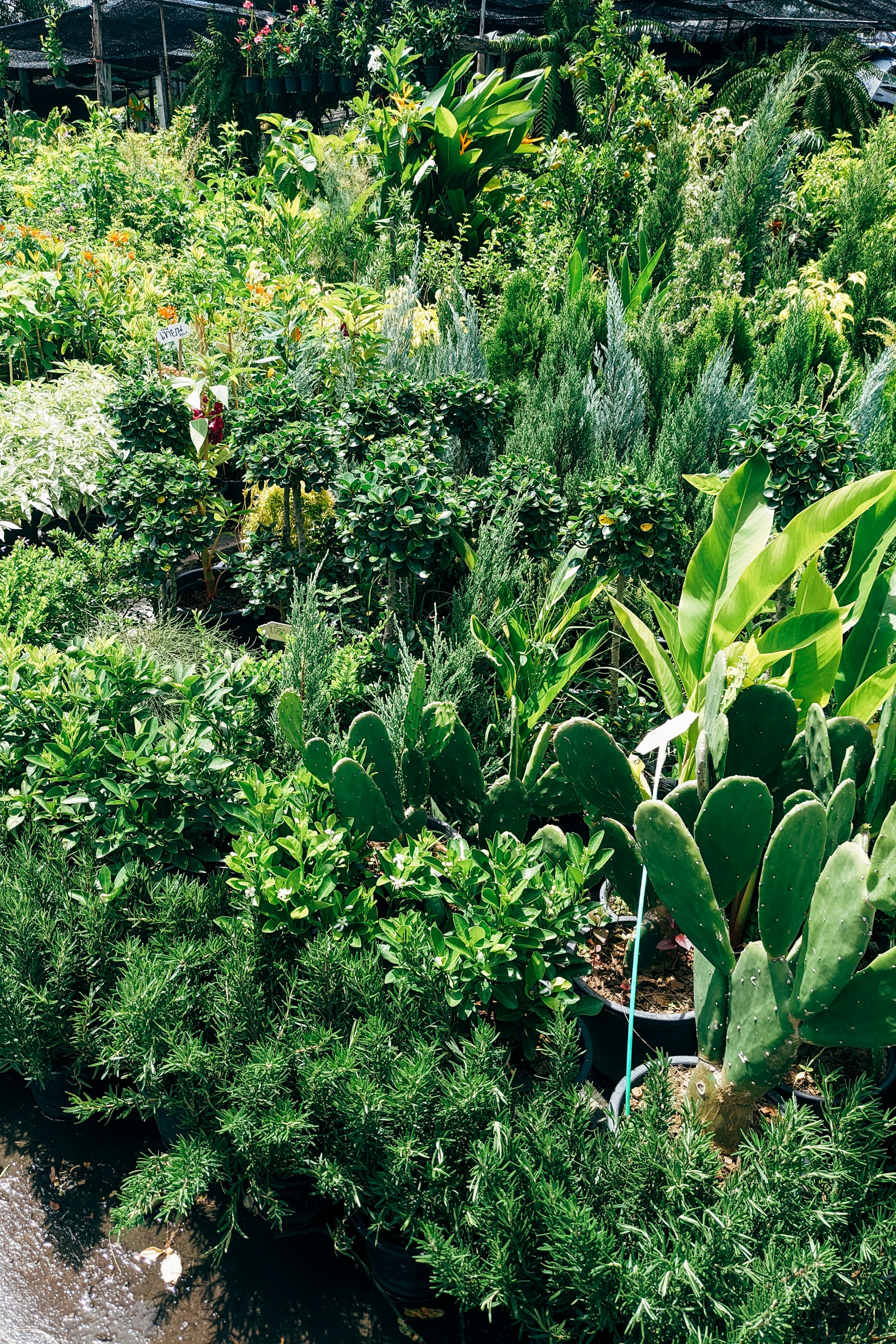 a garden with plants