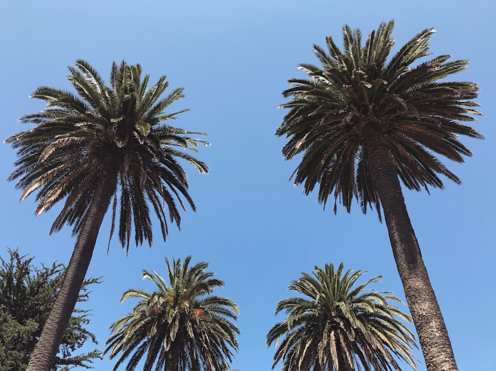 a group of palm trees