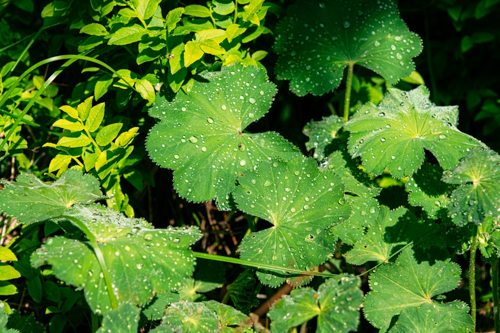 a group of green leaves