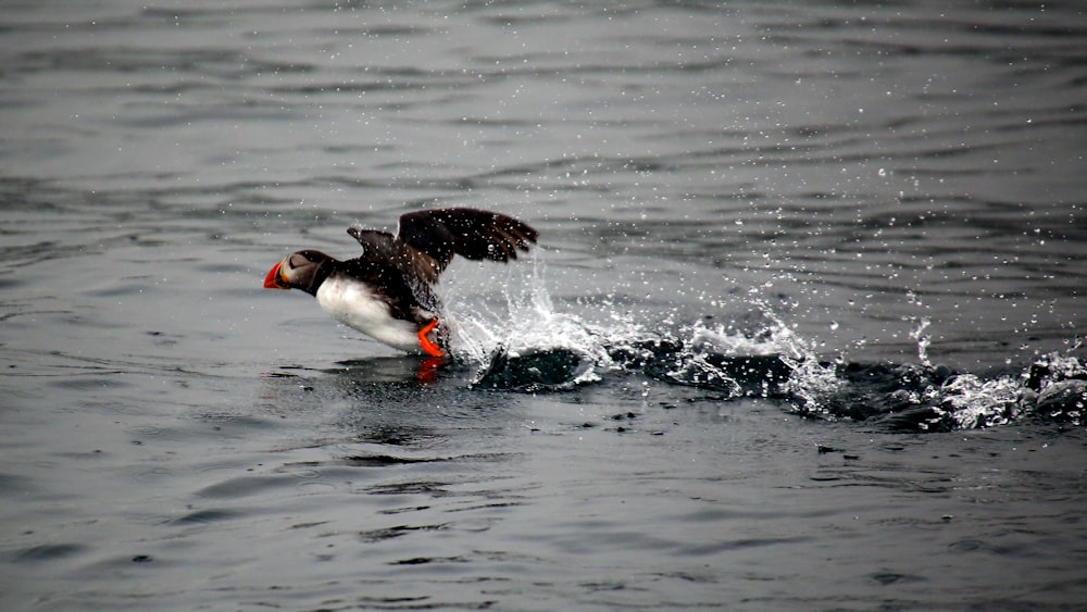 a bird flies through the air