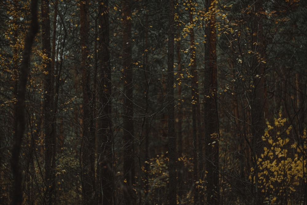 a forest of trees with yellow leaves