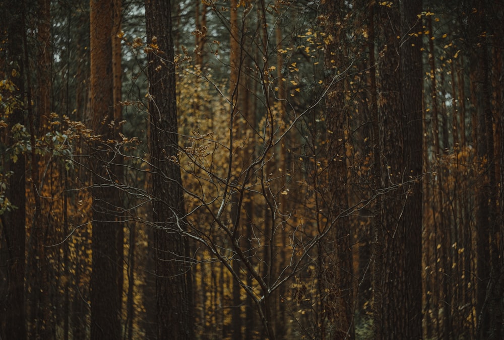 a forest of trees