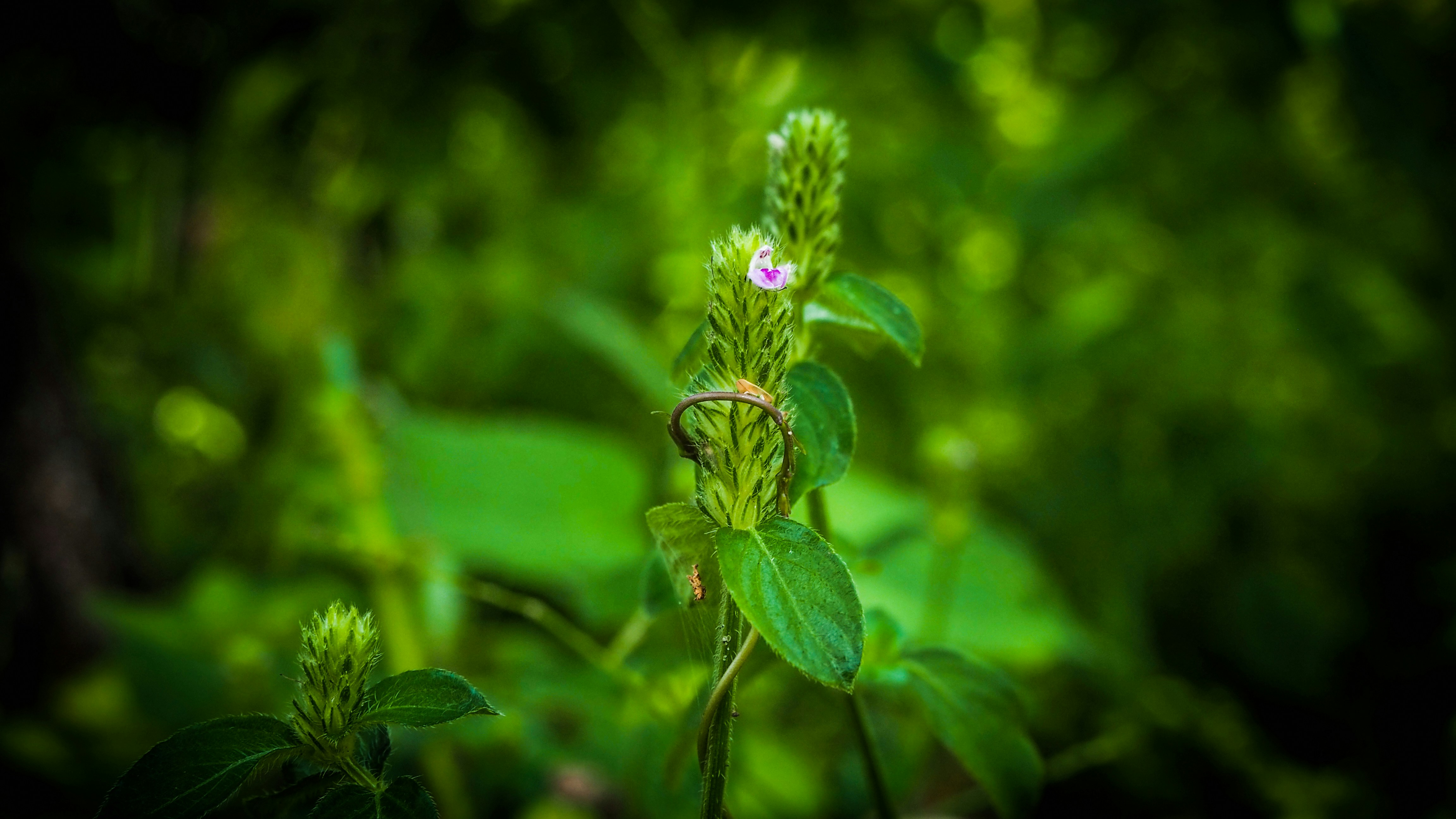 Photo by rahul_pillai