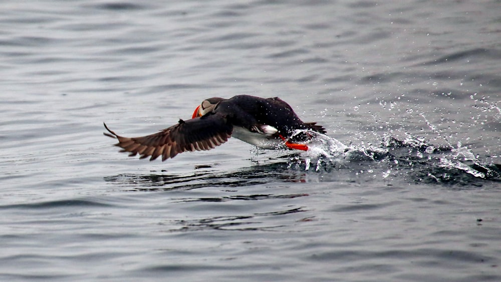 a bird diving into water