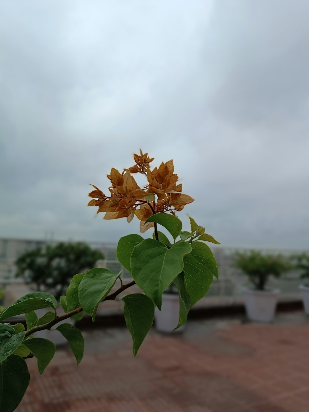 a plant with flowers