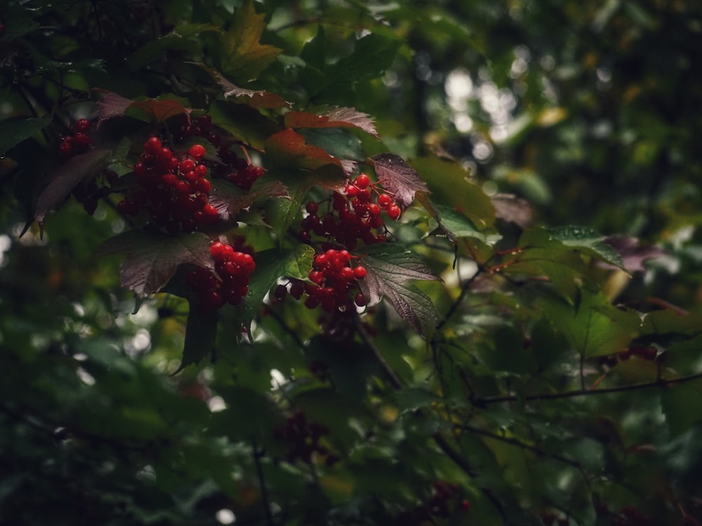 a close up of some berries