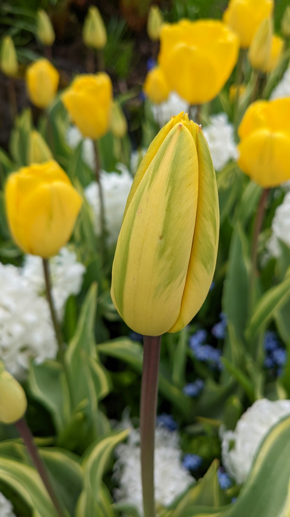 a group of yellow flowers