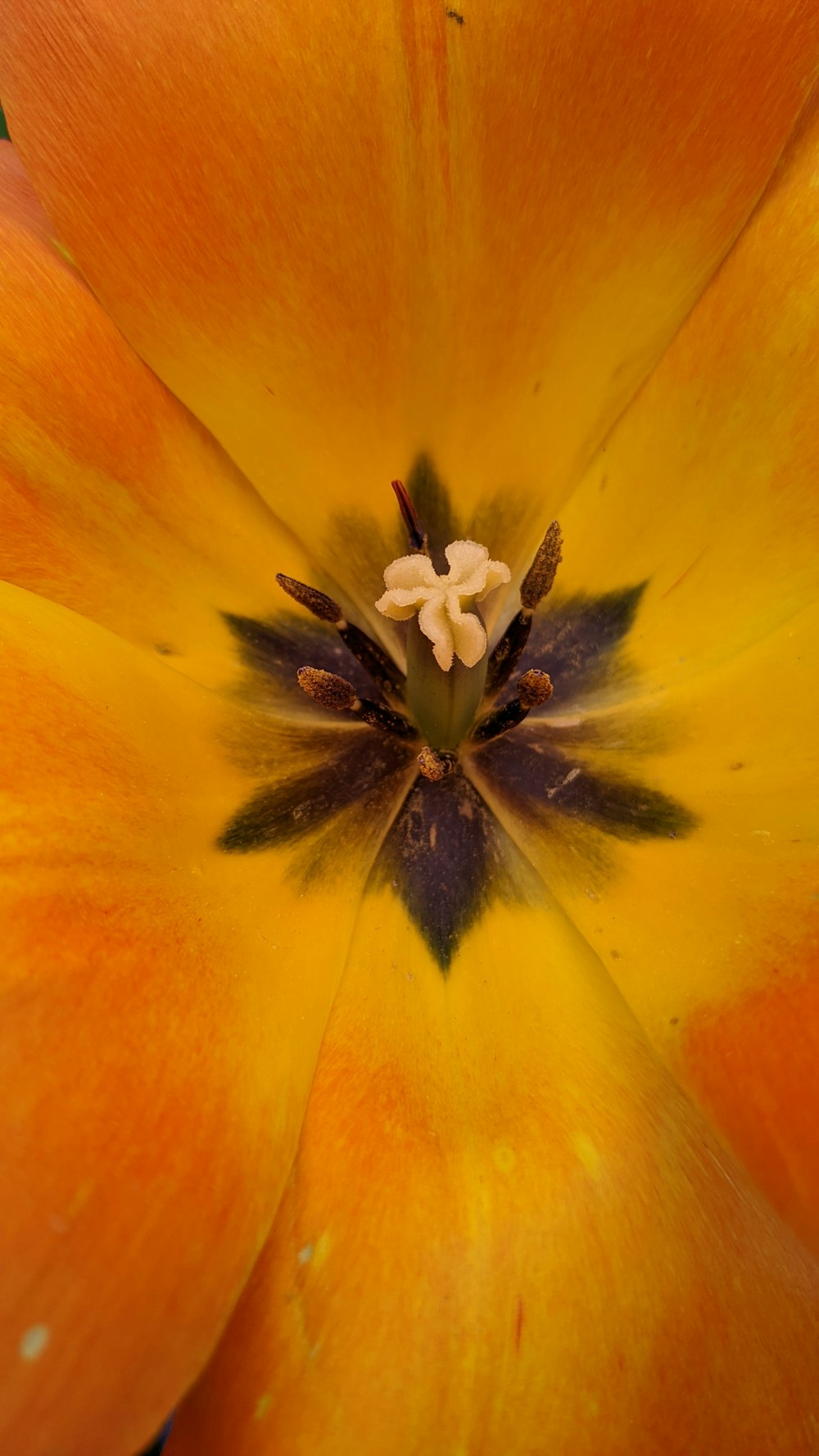 a flower in a pumpkin