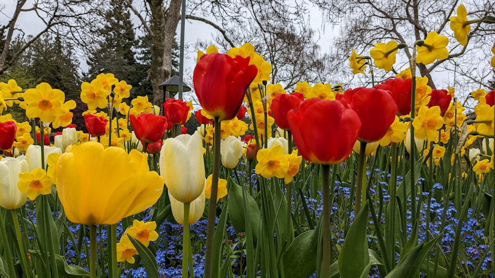 a group of colorful flowers