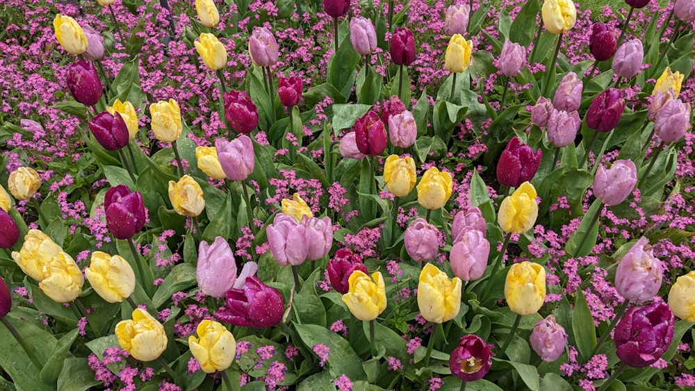 a group of colorful flowers