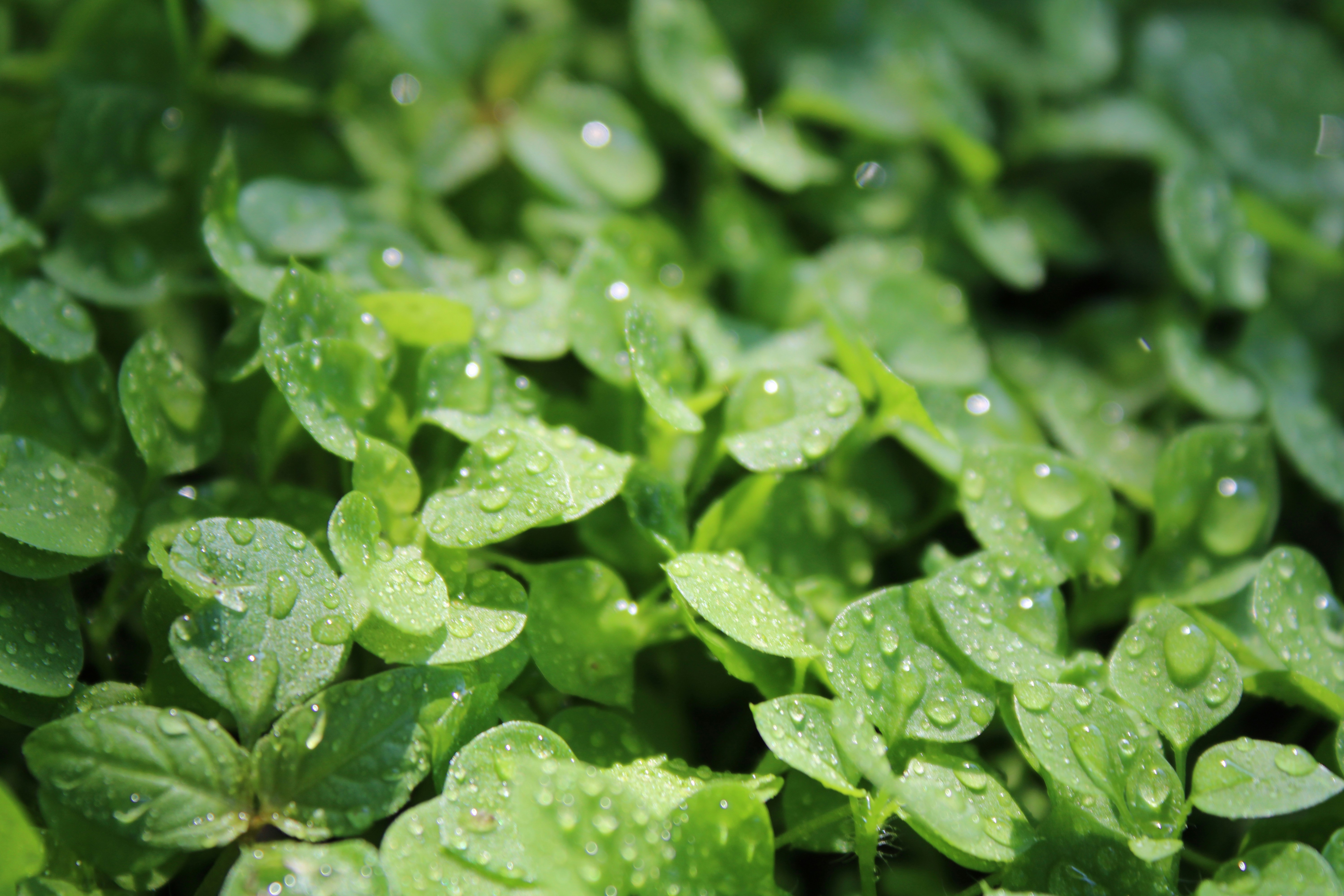 Photo by rashid_hamidov